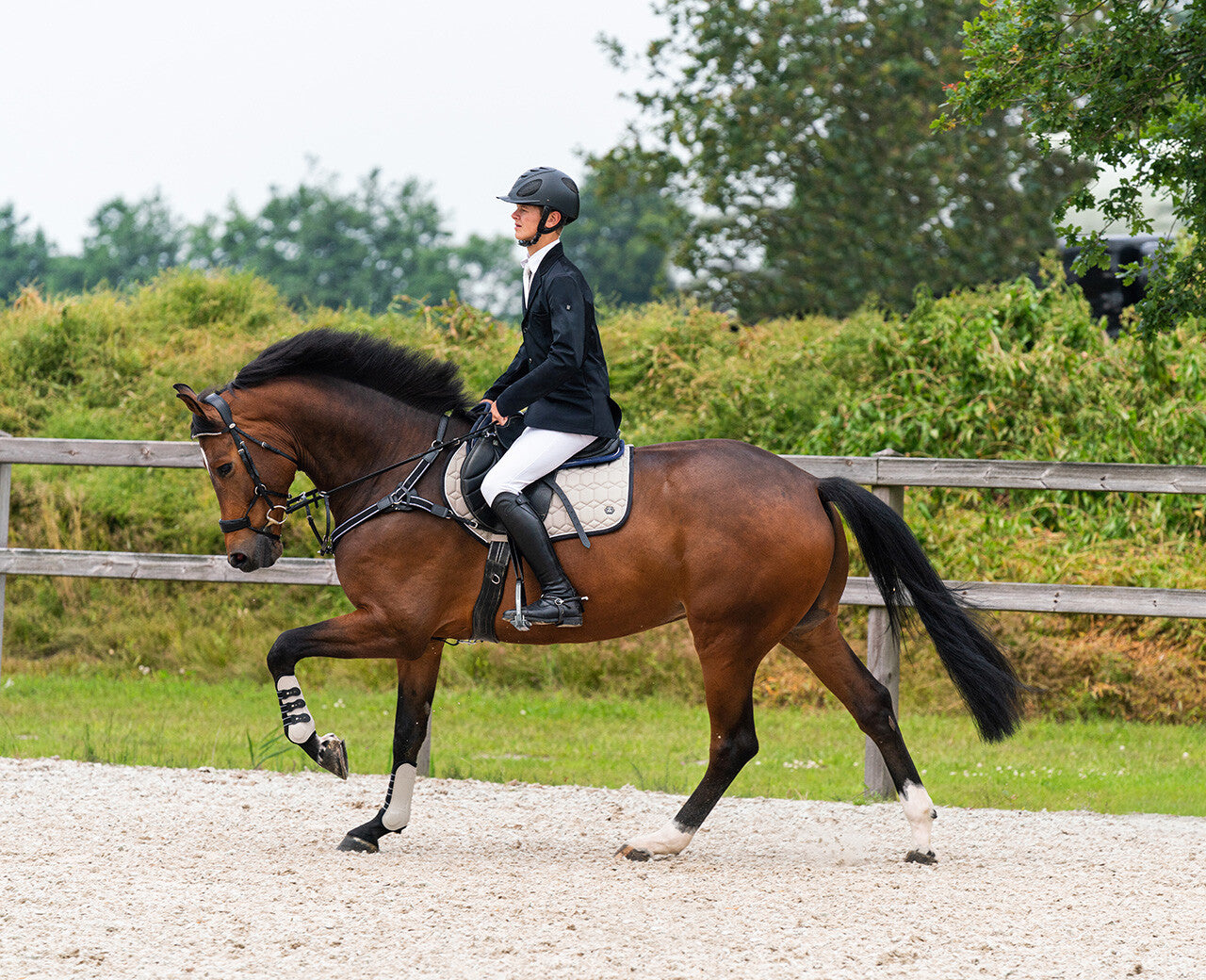 QHP Gents Competition Jacket Vic DSE Equestrian Outfitters